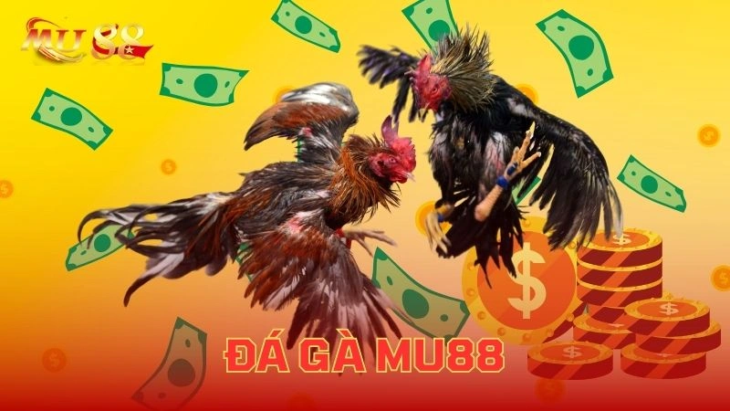 Khám phá chuyên mục đá gà trực tuyến tại SIN88 với trận đấu hấp dẫn và cược cao