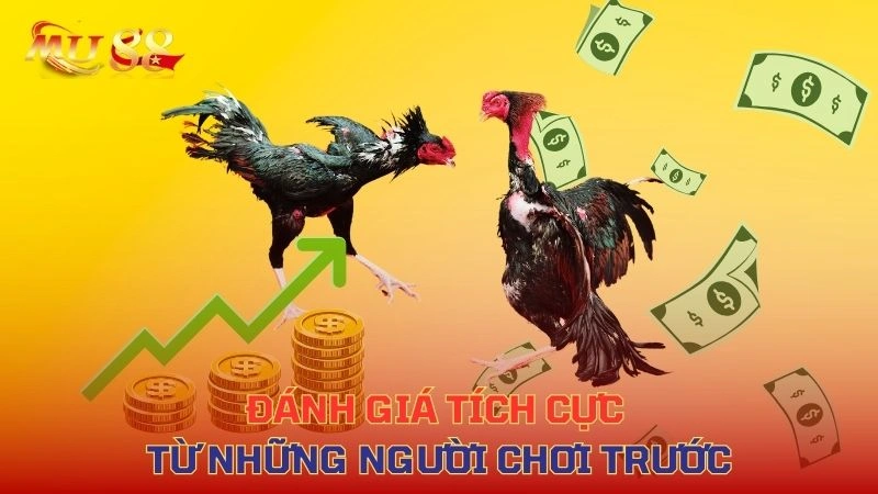 Ưu điểm chơi đá gà SIN88 – Đa dạng trận, phát trực tiếp sắc nét, cược minh bạch